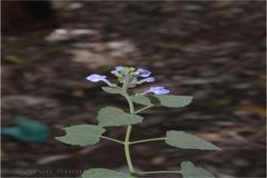 Scutellaria violacea